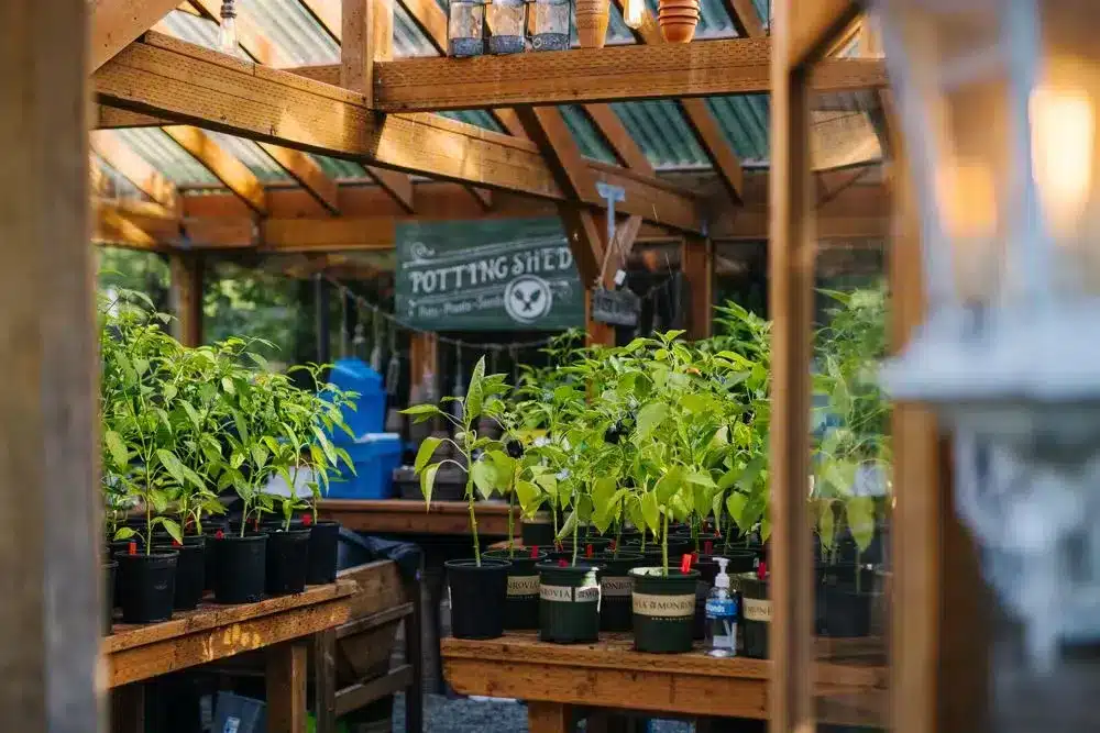 Fox Hollow Farm greenhouse where Herban Feast grows herbs for its Seattle catering menus